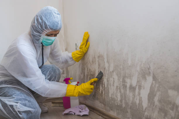 Best Mold Prevention Services  in New Knoxville, OH
