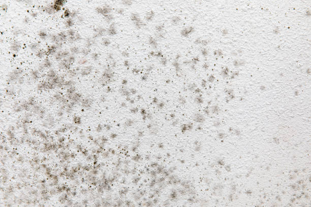 Best HVAC Mold Inspection and Cleaning  in New Knoxville, OH