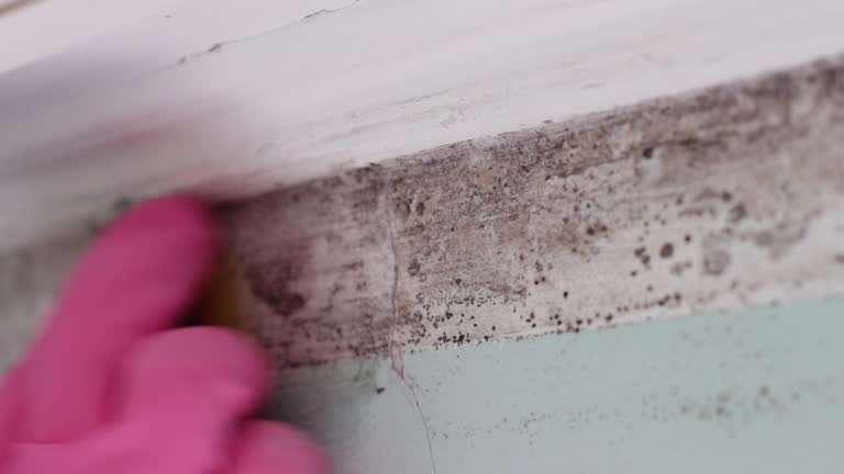 Reliable New Knoxville, OH Mold Removal Solutions